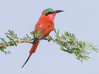  - Southern Carmine Bee-eater