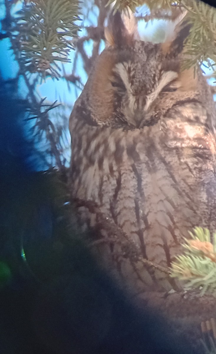 Long-eared Owl - ML615138507