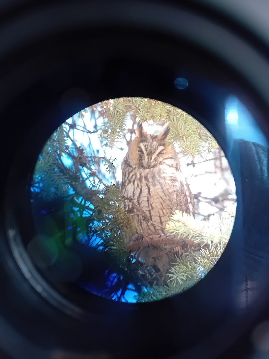 Long-eared Owl - ML615138508