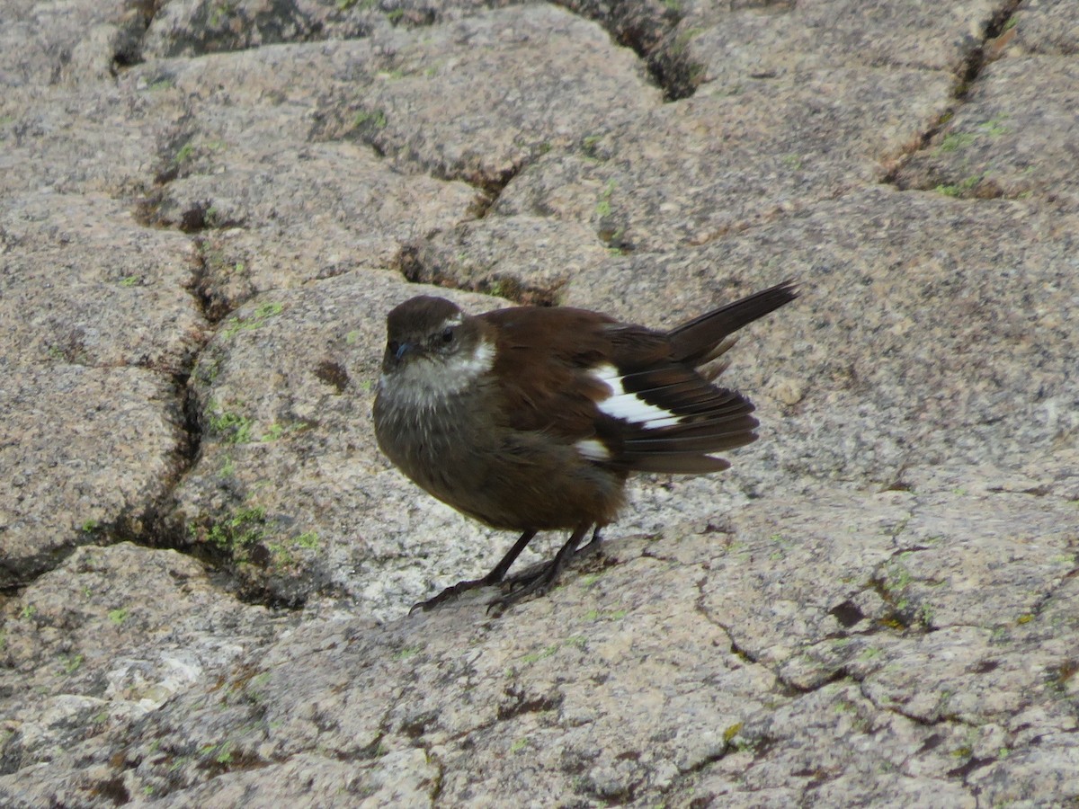 White-winged Cinclodes - ML615138511