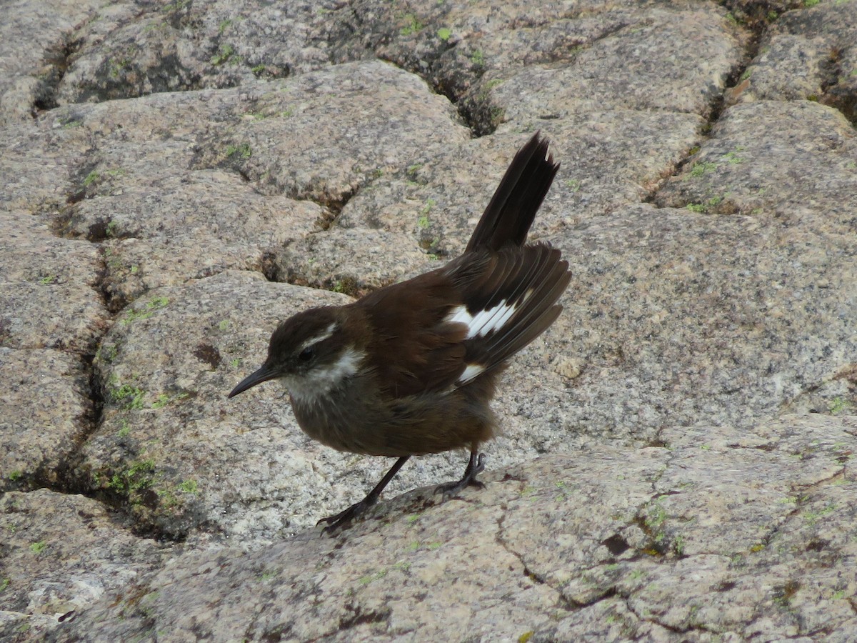 White-winged Cinclodes - ML615138512