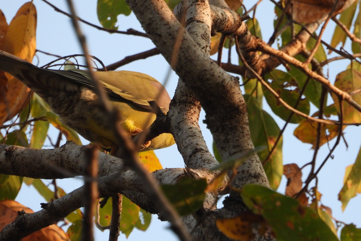 Yellow-footed Green-Pigeon - ML615138557