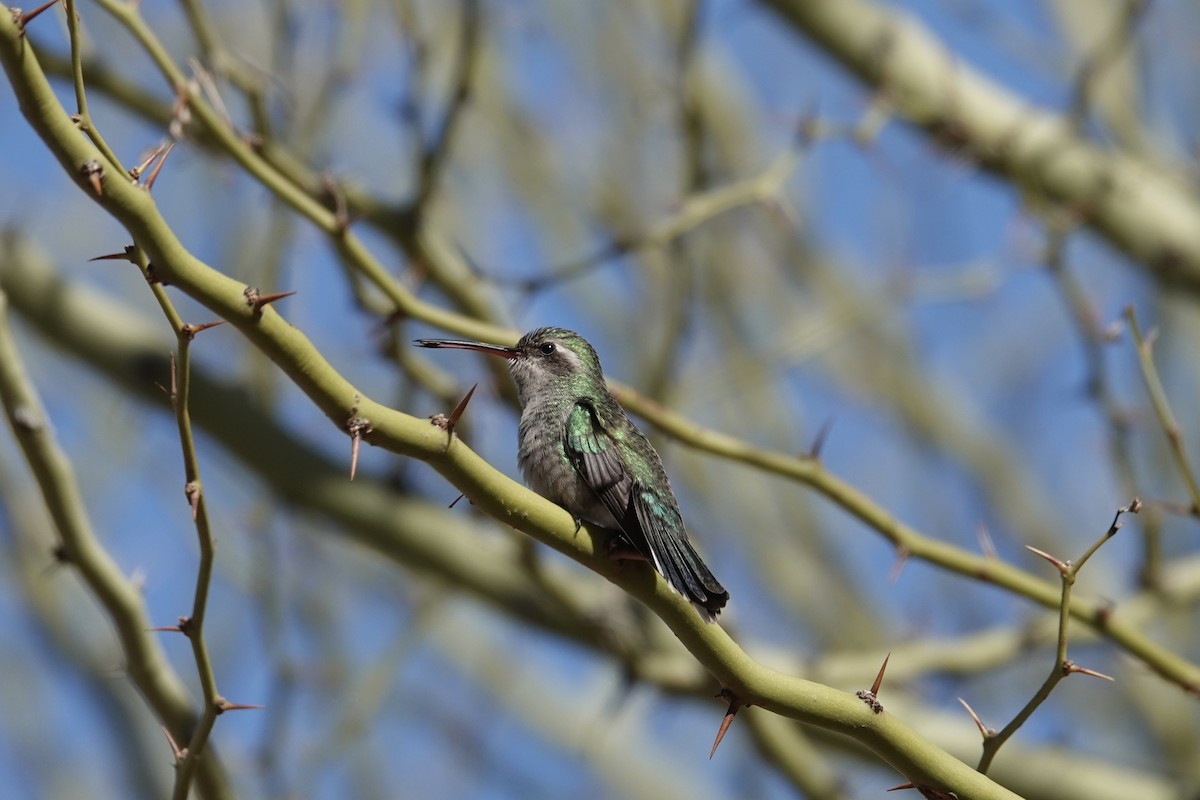Broad-billed Hummingbird - ML615138559