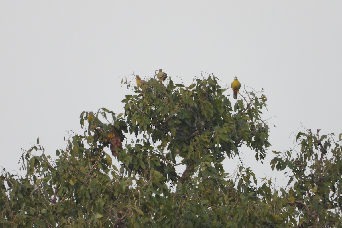 Yellow-footed Green-Pigeon - ML615138655