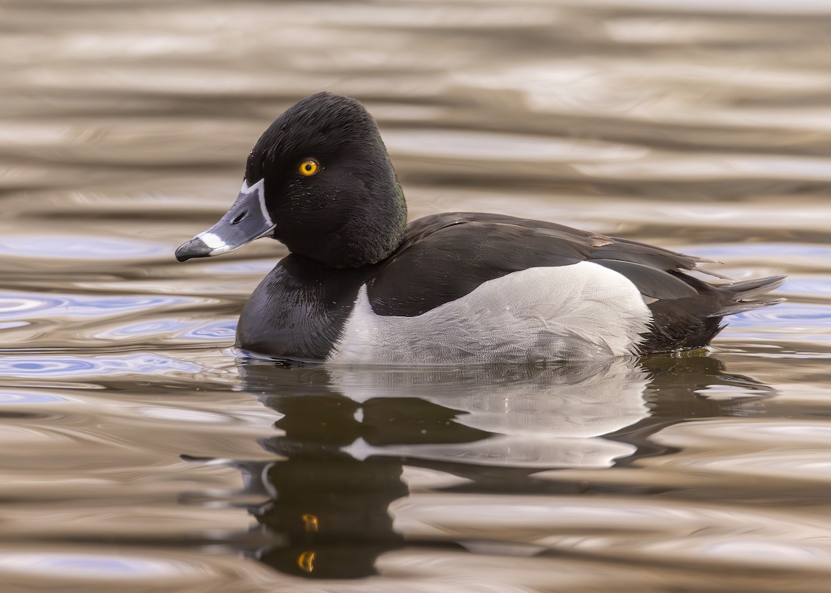 Ring-necked Duck - ML615138685