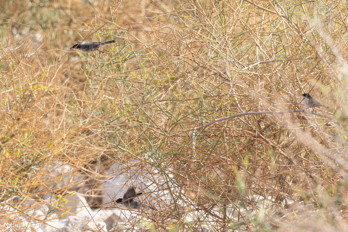 Sardinian Warbler - ML615138774