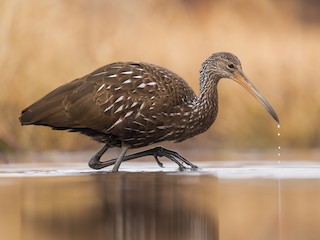 Limpkin - Aramus guarauna - Birds of the World