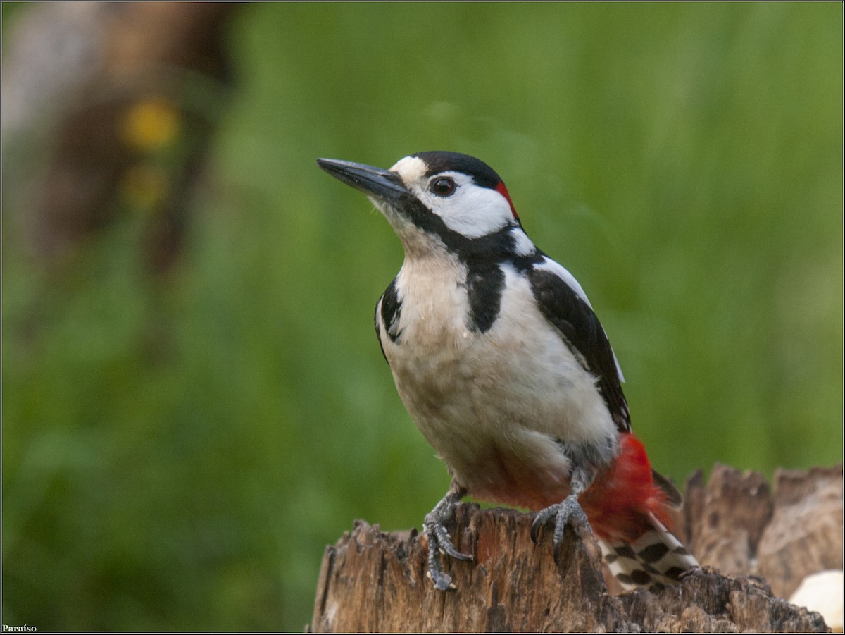 Great Spotted Woodpecker - ML615138876