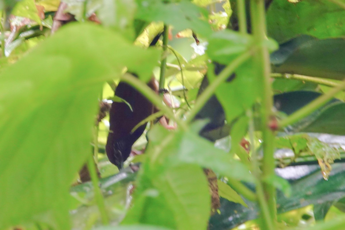 Kara Gerdanlı Çıtkuşu - ML615138928