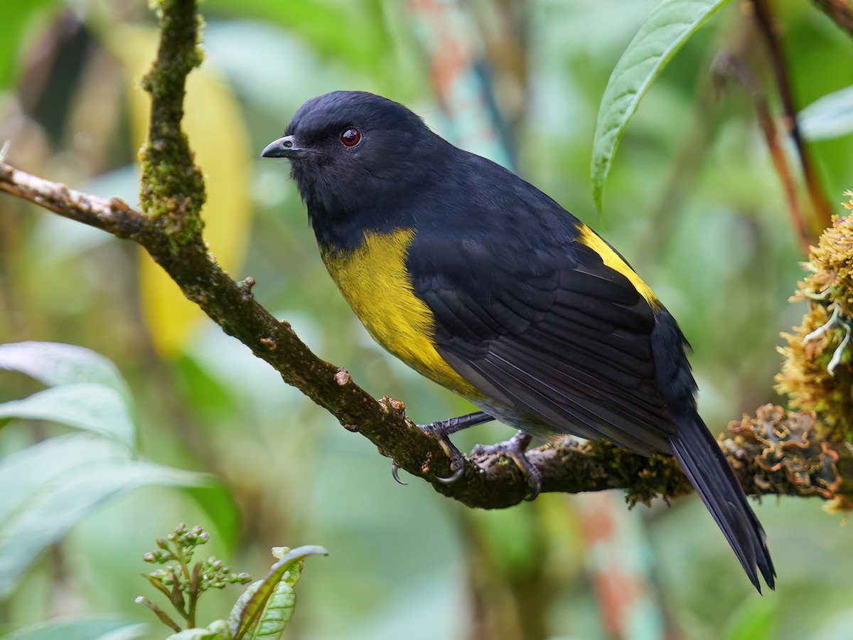 Black-and-yellow Silky-flycatcher - eBird