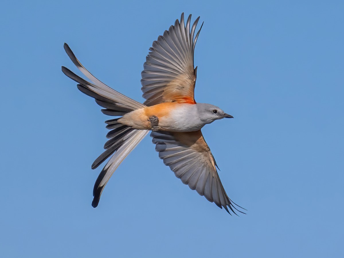 Scissor-tailed Flycatcher - Tyrannus forficatus - Birds of the World