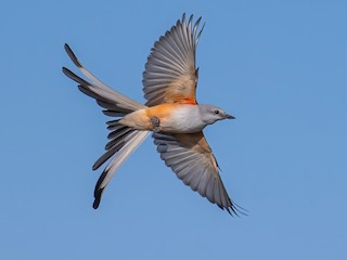  - Scissor-tailed Flycatcher