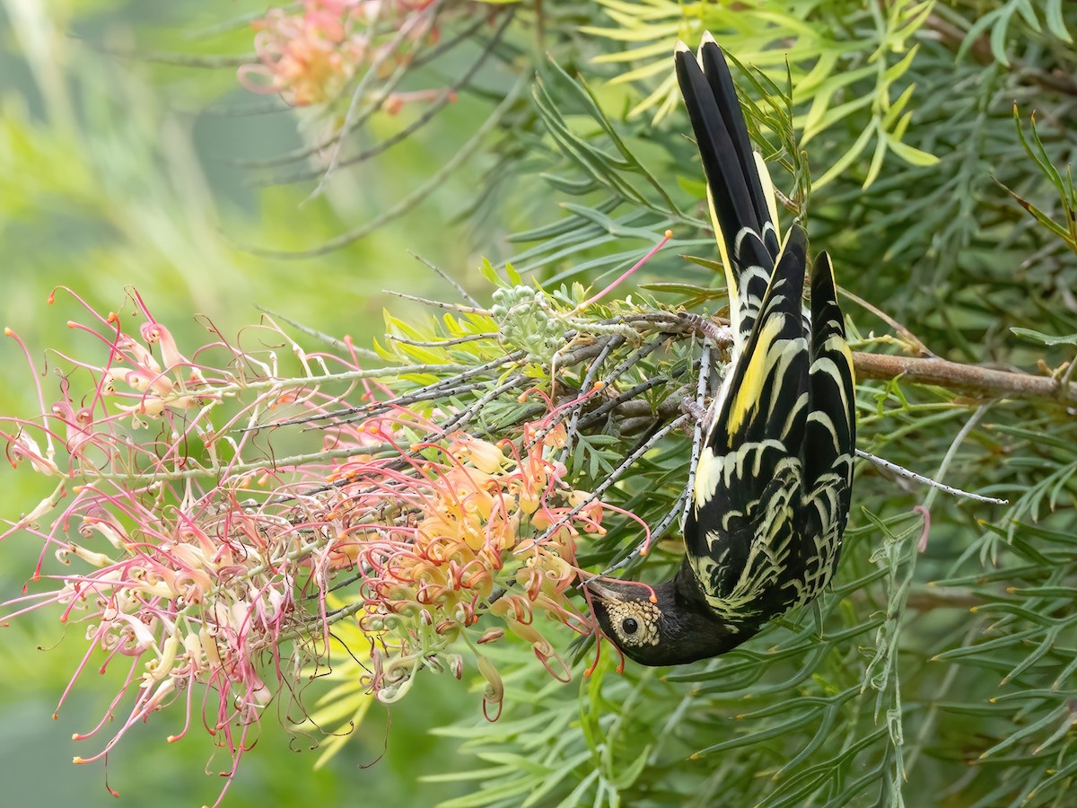 Regent Honeyeater - Anthochaera phrygia - Birds of the World