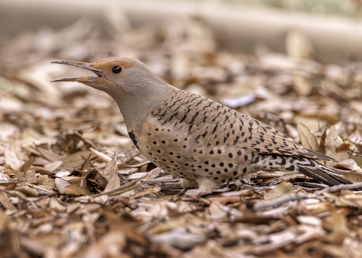 Northern Flicker (Red-shafted) - ML615139178