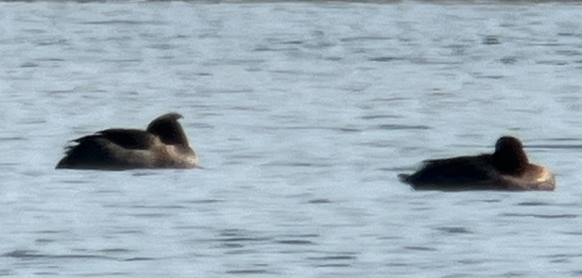 eBird Checklist 21 Feb 2024 Long Pond at Crowells Bog Rd, Brewster