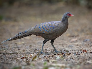  - Germain's Peacock-Pheasant