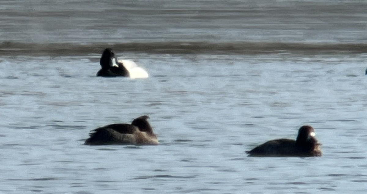 Tufted Duck - ML615139322