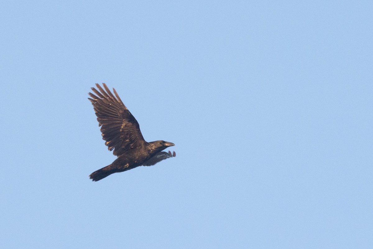 Common Raven - ML615139582
