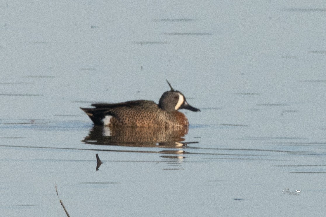 Blue-winged Teal - ML615139583
