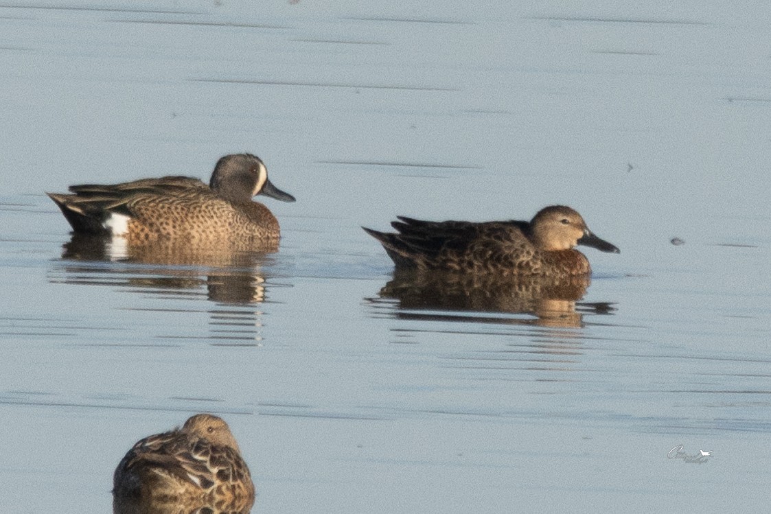 Blue-winged Teal - ML615139584