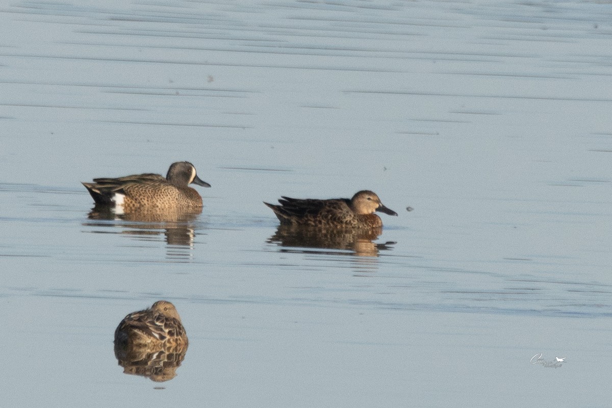 Blue-winged Teal - ML615139586