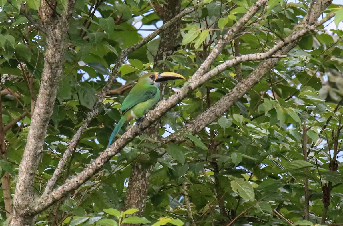 Northern Emerald-Toucanet (Wagler's) - ML615139634