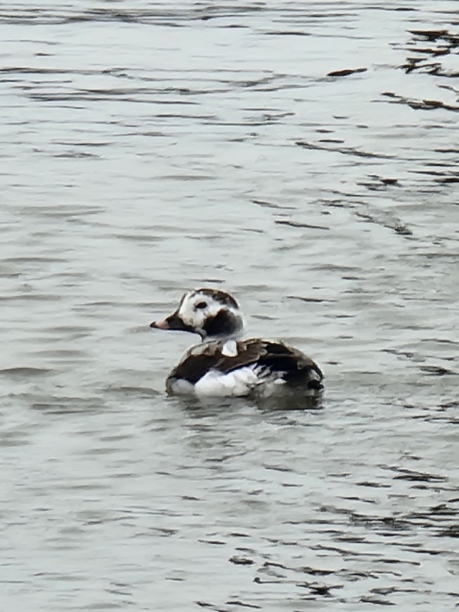 Long-tailed Duck - ML615139710