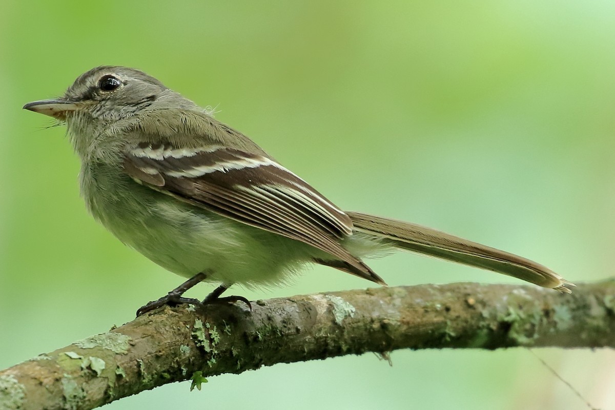 Gray-breasted Flycatcher - ML615139737