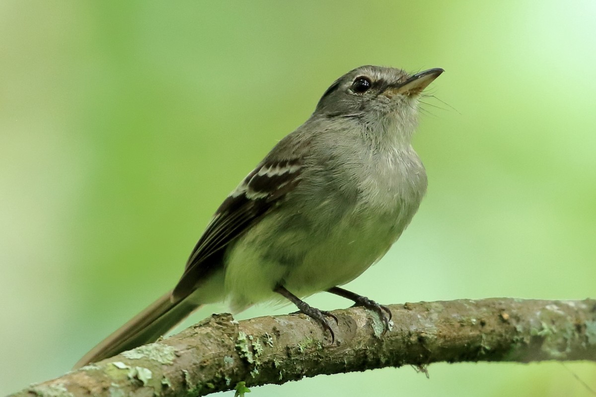 Gray-breasted Flycatcher - ML615139738