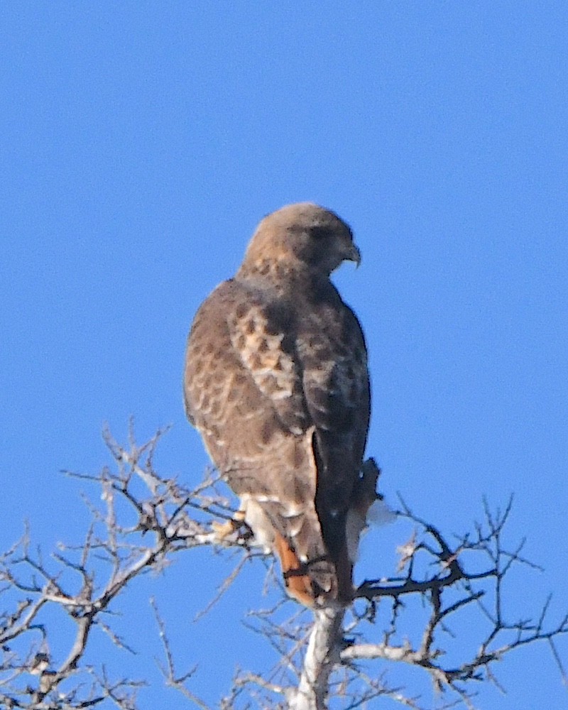 Red-tailed Hawk - ML615139793