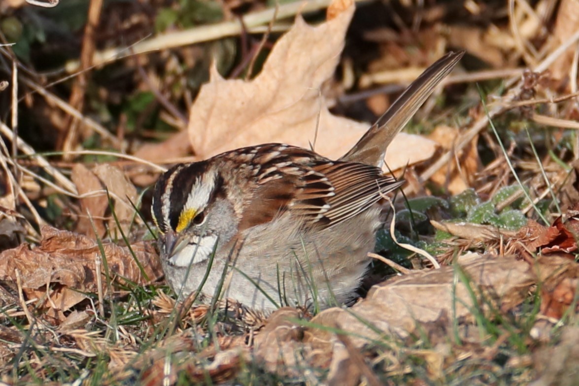 White-throated Sparrow - ML615139859