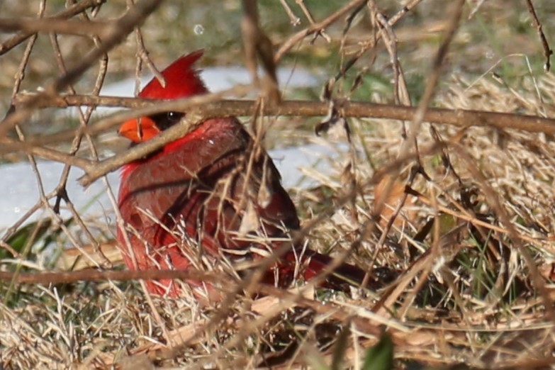 Cardinal rouge - ML615139904