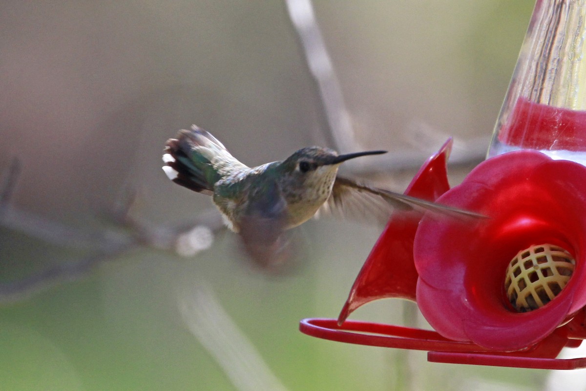 Ruby-throated/Black-chinned Hummingbird - ML615139918