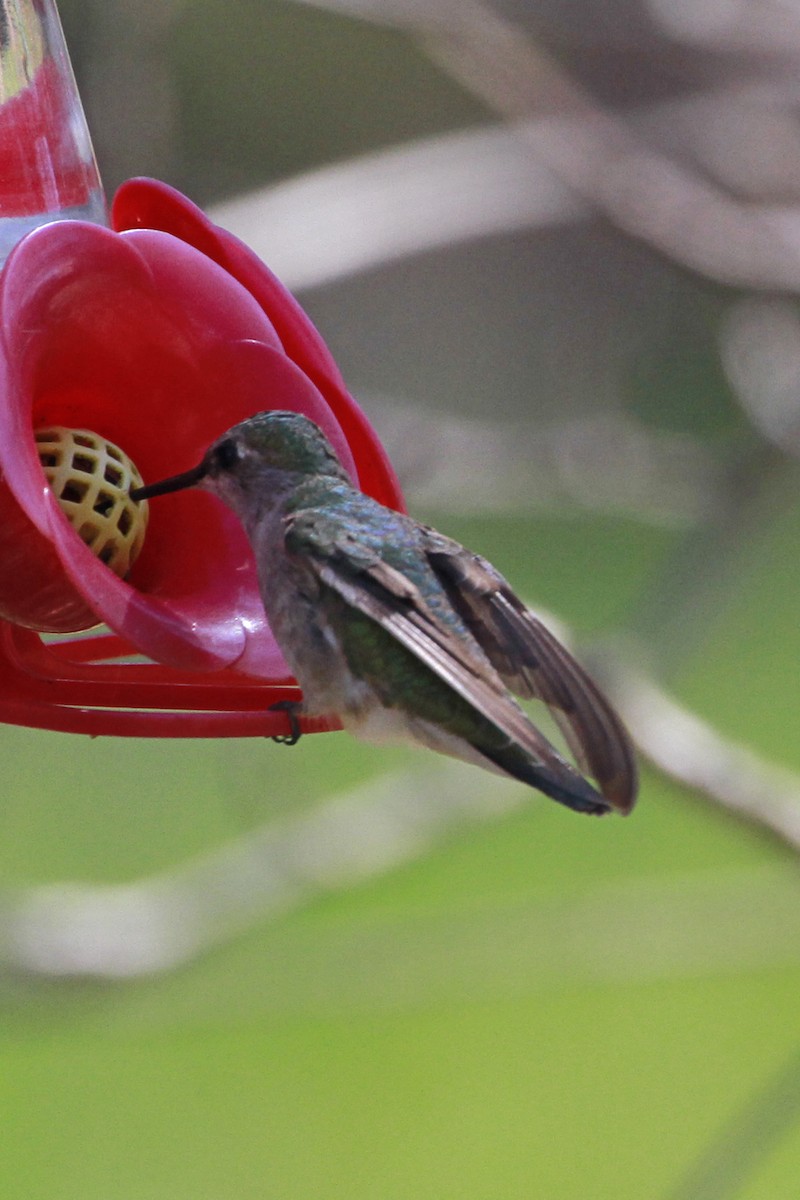 Ruby-throated/Black-chinned Hummingbird - ML615139939