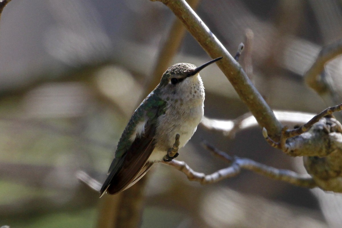 Ruby-throated/Black-chinned Hummingbird - ML615139947