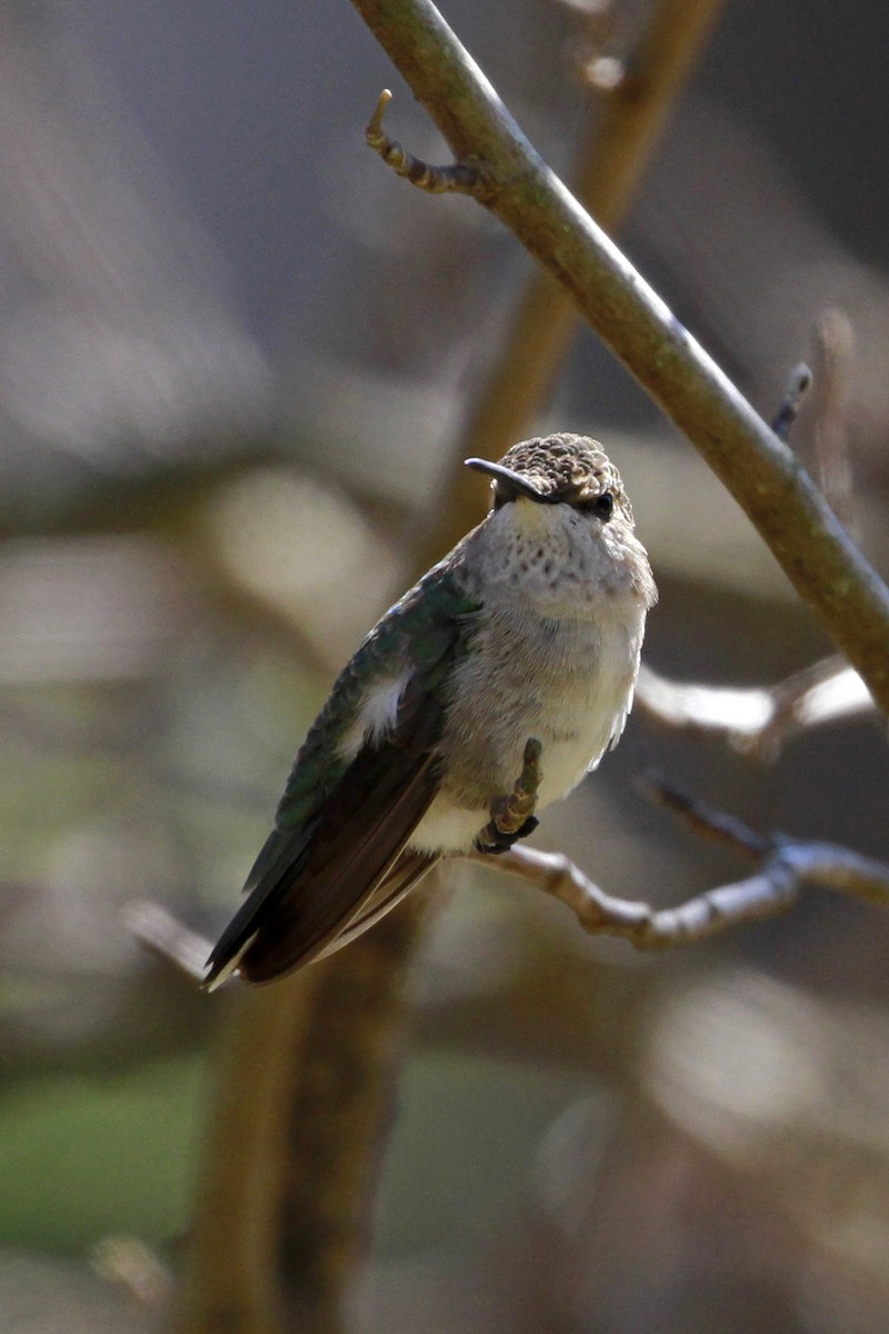 Ruby-throated/Black-chinned Hummingbird - ML615139948