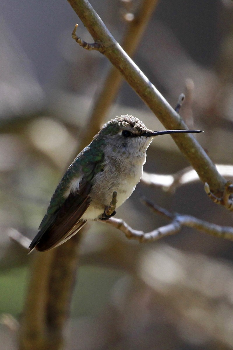 Ruby-throated/Black-chinned Hummingbird - ML615139949