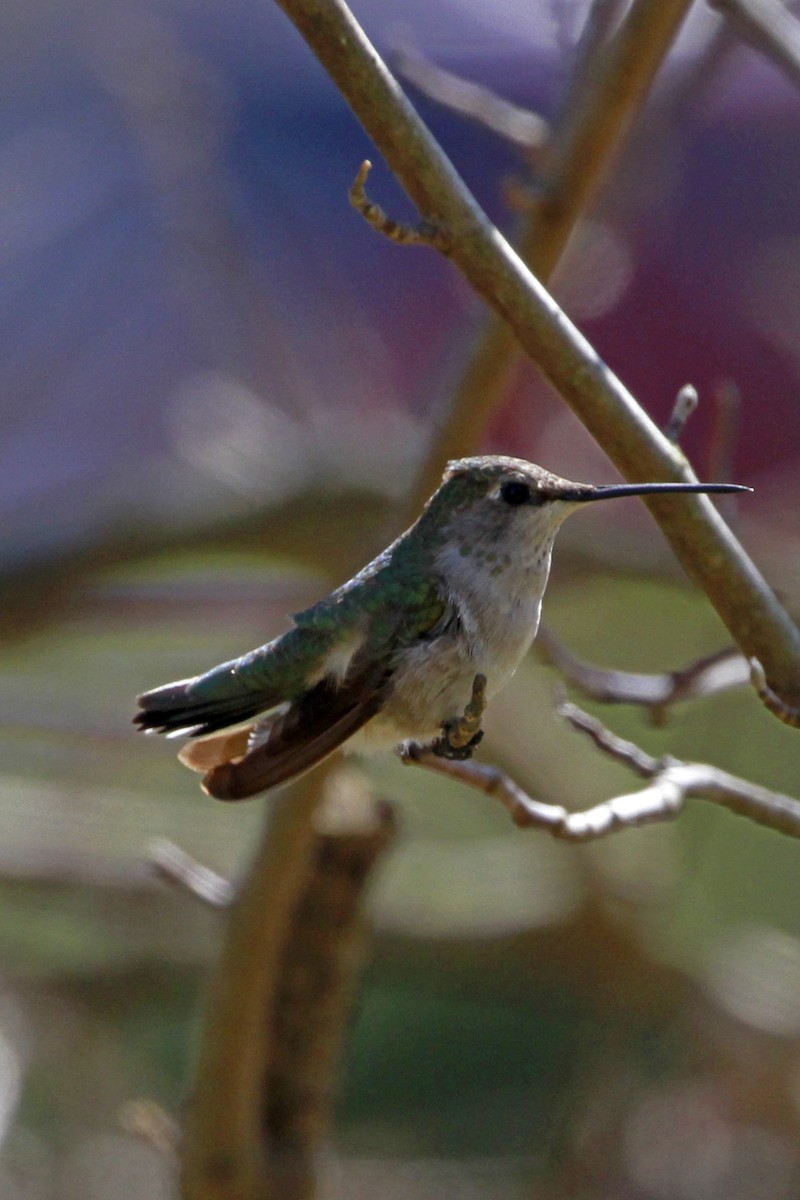 Ruby-throated/Black-chinned Hummingbird - ML615139950