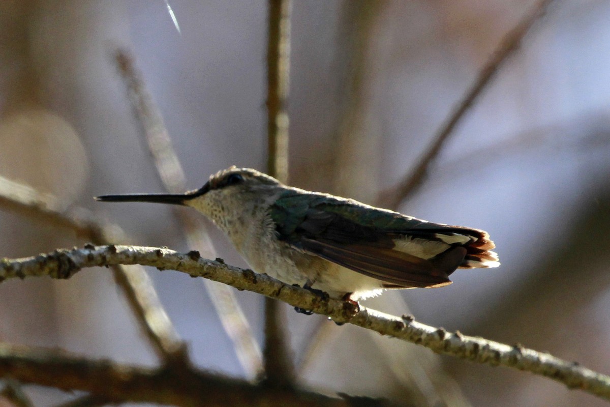 Ruby-throated/Black-chinned Hummingbird - ML615140130