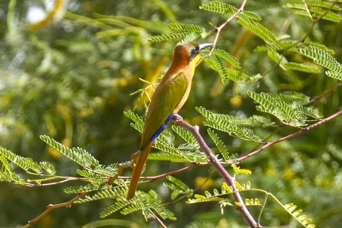 Red-throated Bee-eater - ML615140141