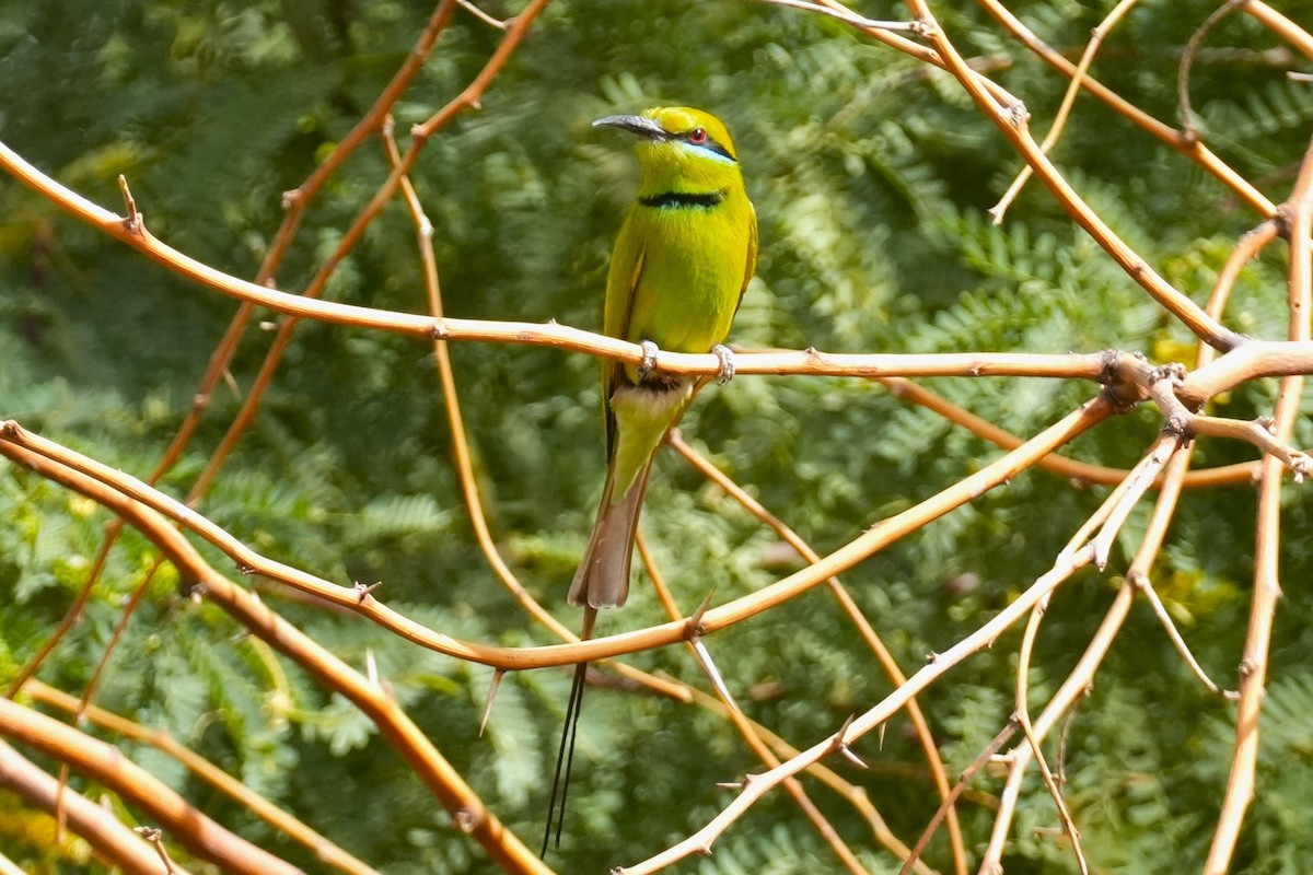 African Green Bee-eater - ML615140143