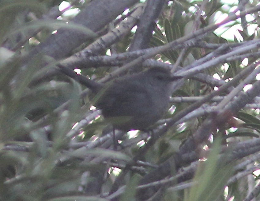 Gray Catbird - ML615140149