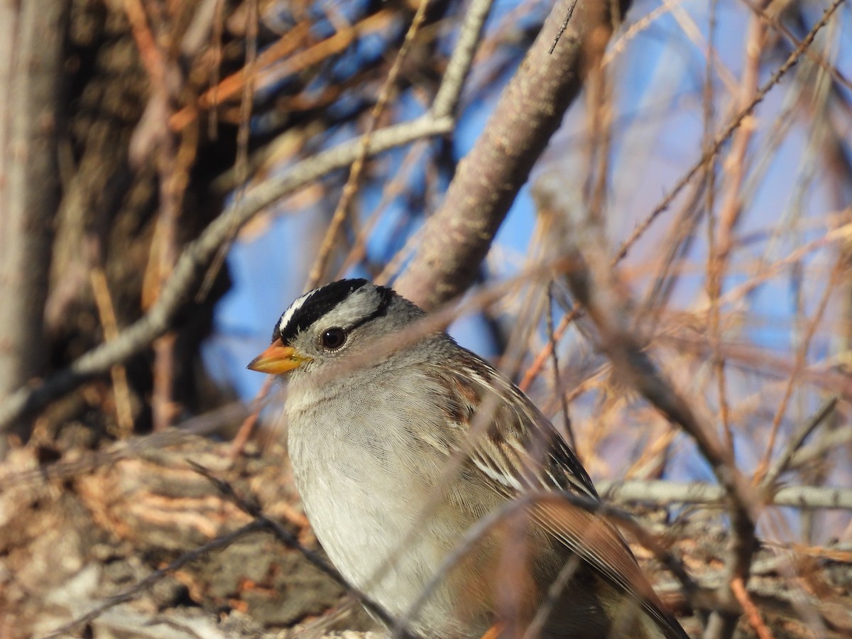 White-crowned Sparrow - ML615140267
