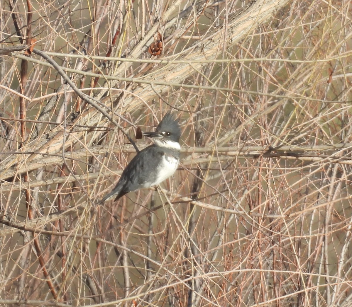 Belted Kingfisher - ML615140305