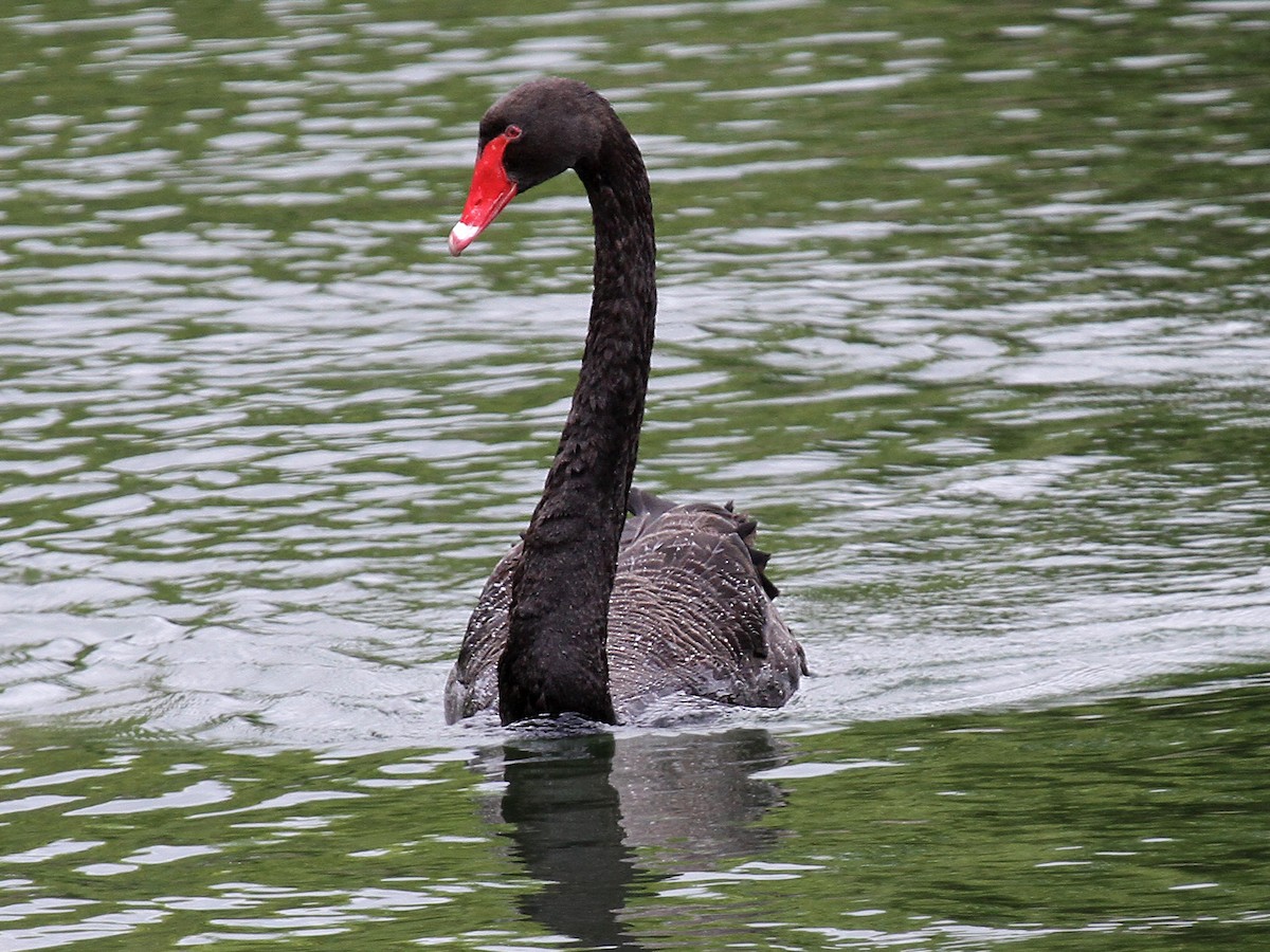 Black Swan - ML615140339