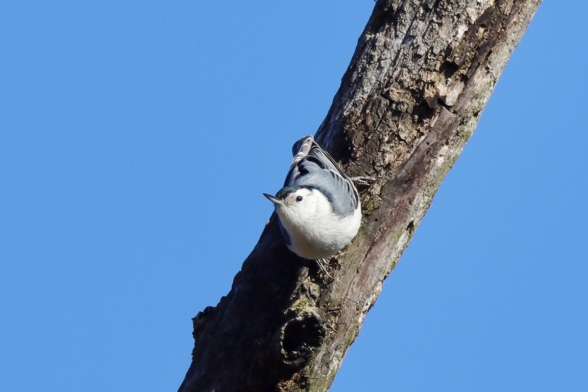 White-breasted Nuthatch - ML615140406
