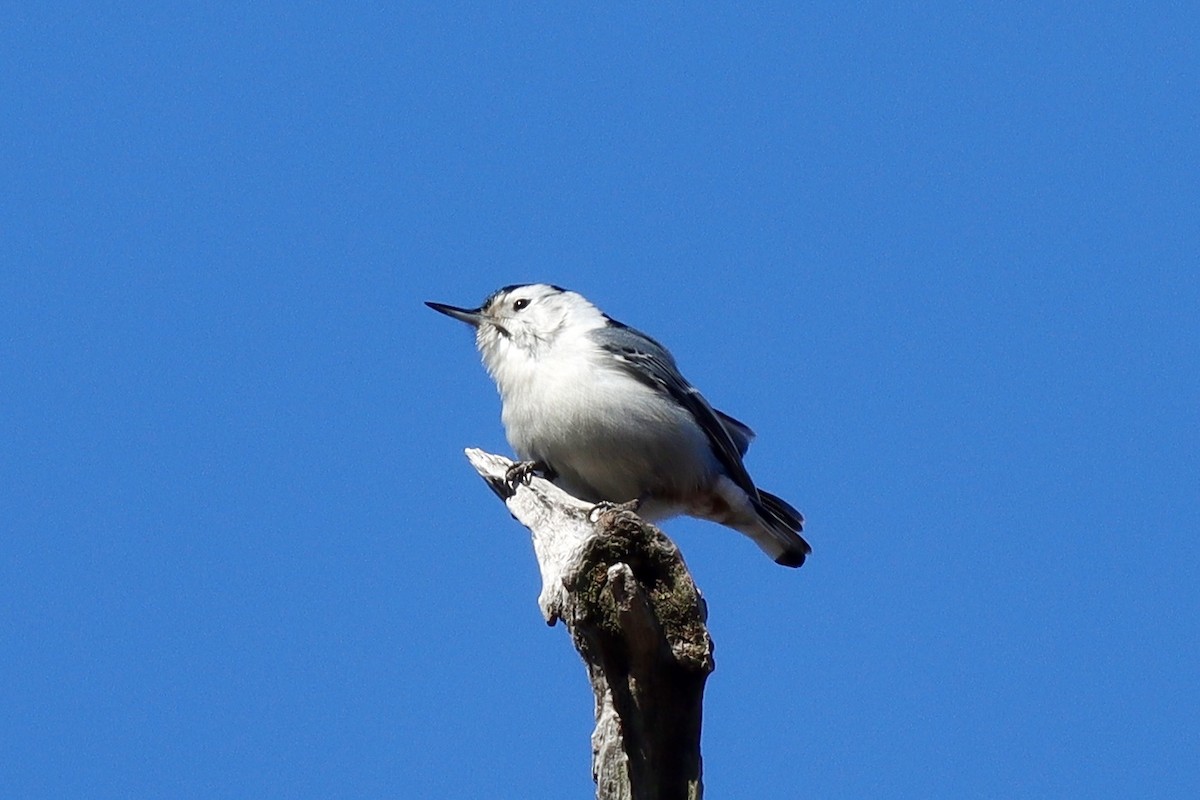 White-breasted Nuthatch - ML615140407