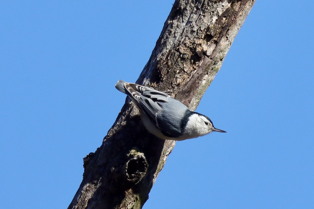 White-breasted Nuthatch - ML615140408