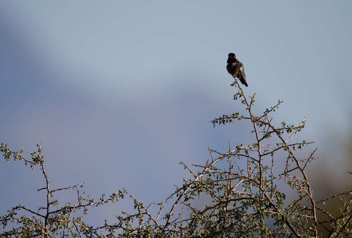 Costa's Hummingbird - ML615140496