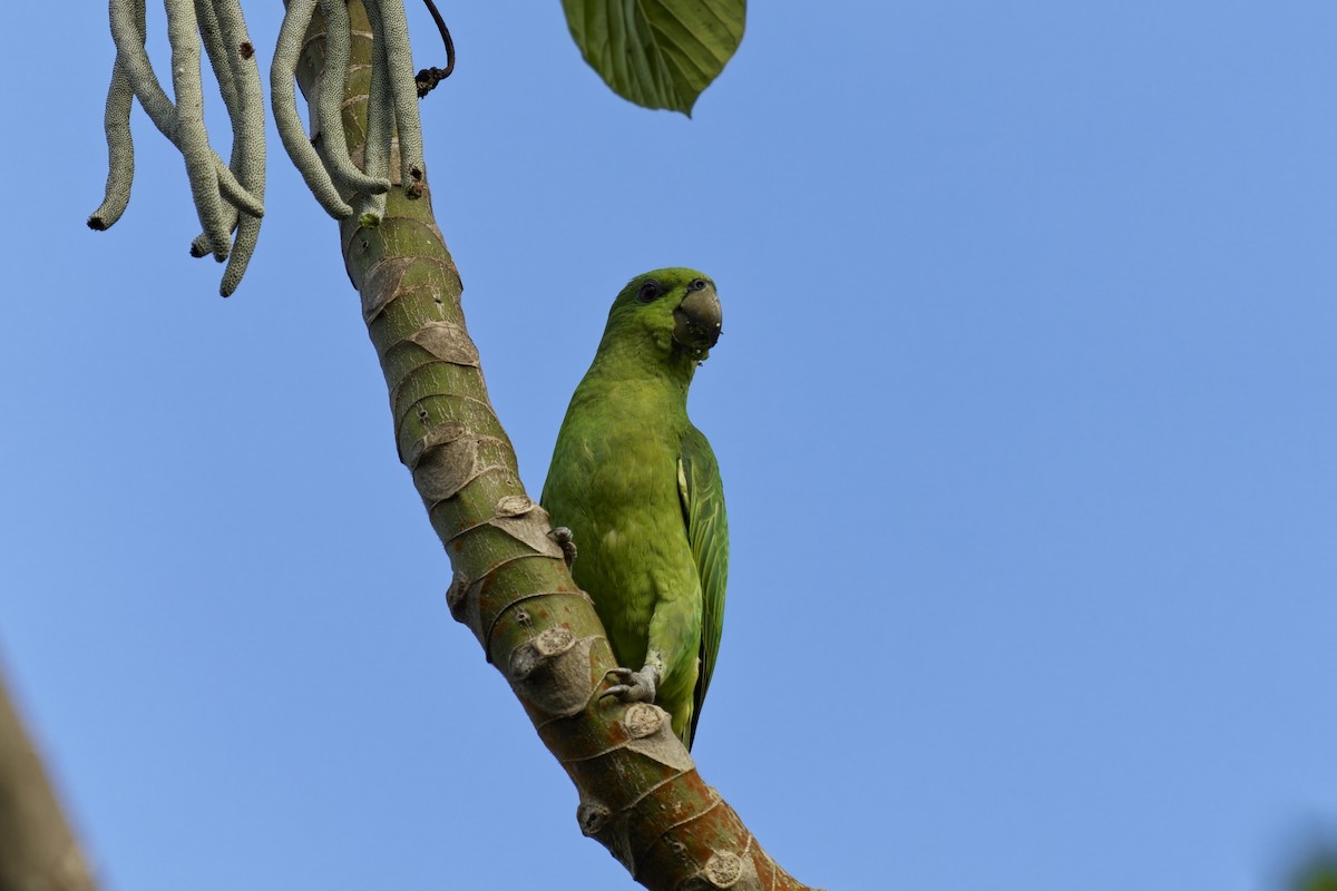 Short-tailed Parrot - Holger Teichmann